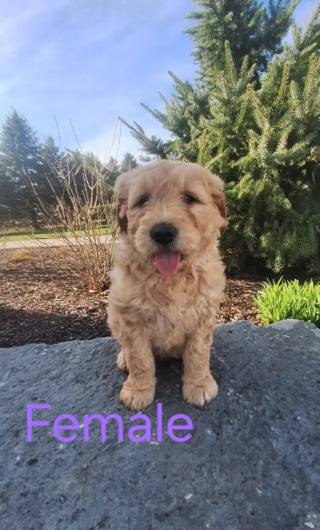 Goldendoodle Puppies F1 Standard (READY TO GO) - Photo 2
