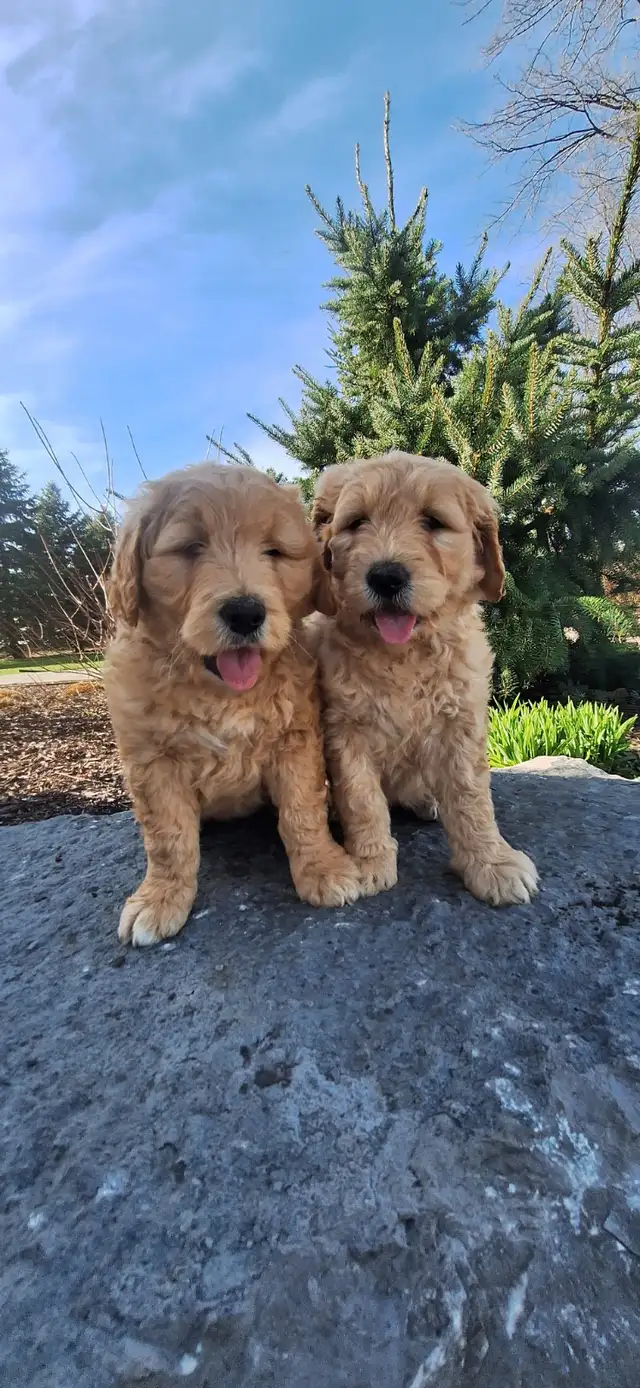 Goldendoodle Puppies F1 Standard (READY TO GO) - Photo 3