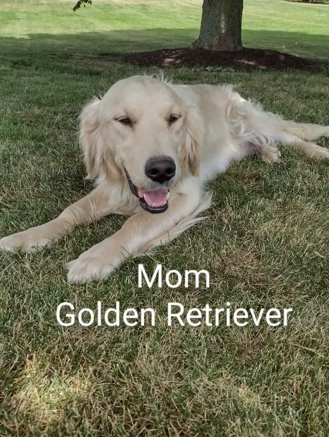 Goldendoodle Puppies F1 Standard (READY TO GO) - Photo 4