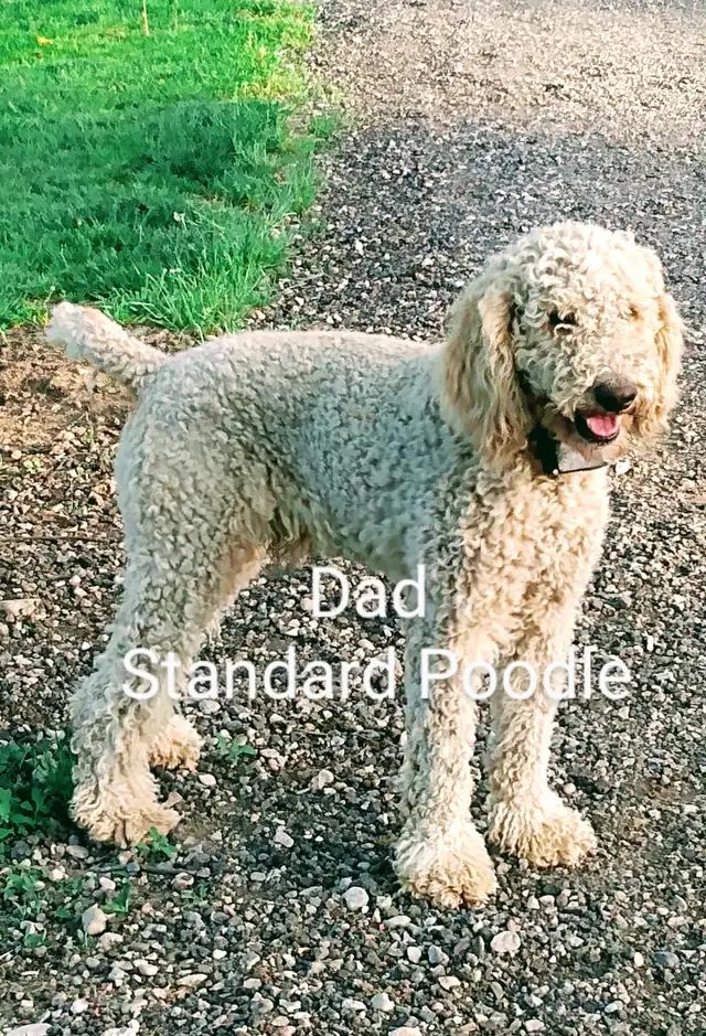 Goldendoodle Puppies F1 Standard (READY TO GO) - Photo 5