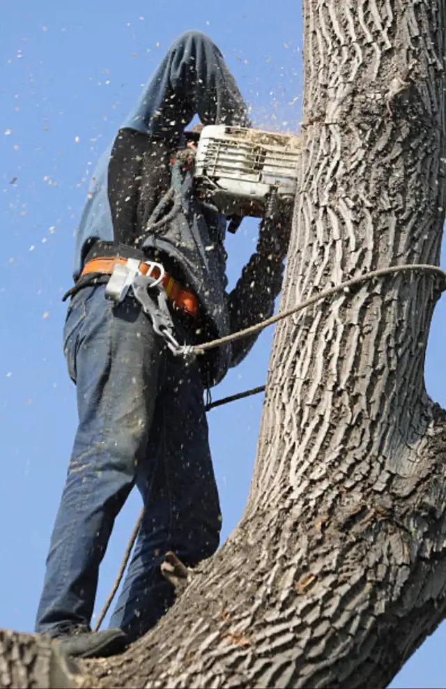 Affordable Tree Cutting & Cleanup – Local, Reliable,