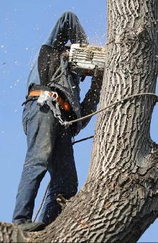 Affordable Tree Cutting & Cleanup – Local, Reliable,