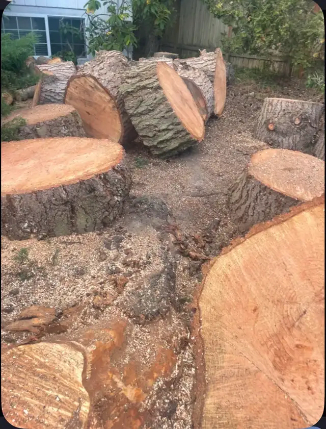 Affordable Tree Cutting & Cleanup – Local, Reliable, - Photo 2