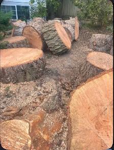Affordable Tree Cutting & Cleanup – Local, Reliable, - Photo 2