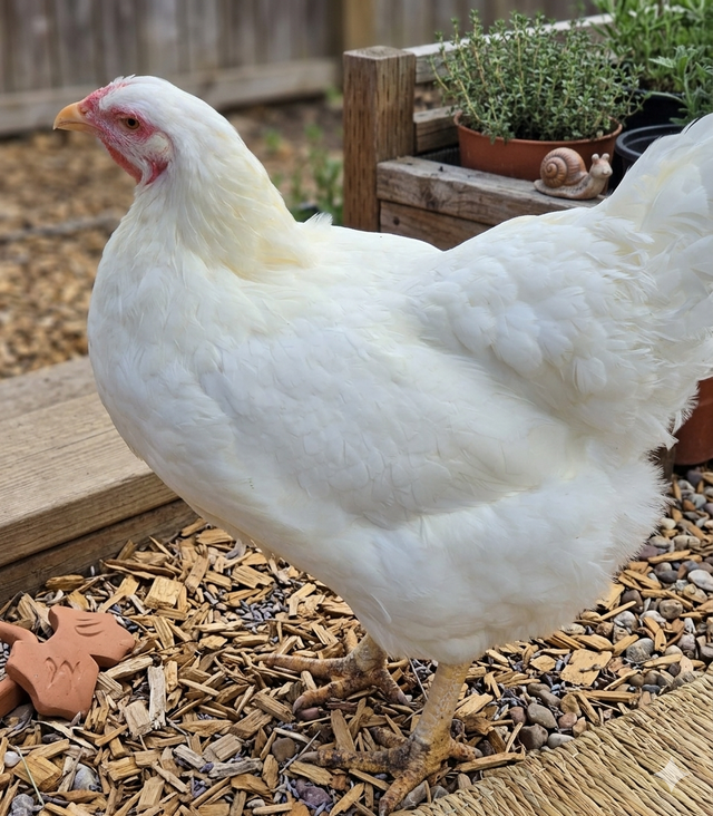 Oeufs fecondés de Chanteclerc - Photo 3