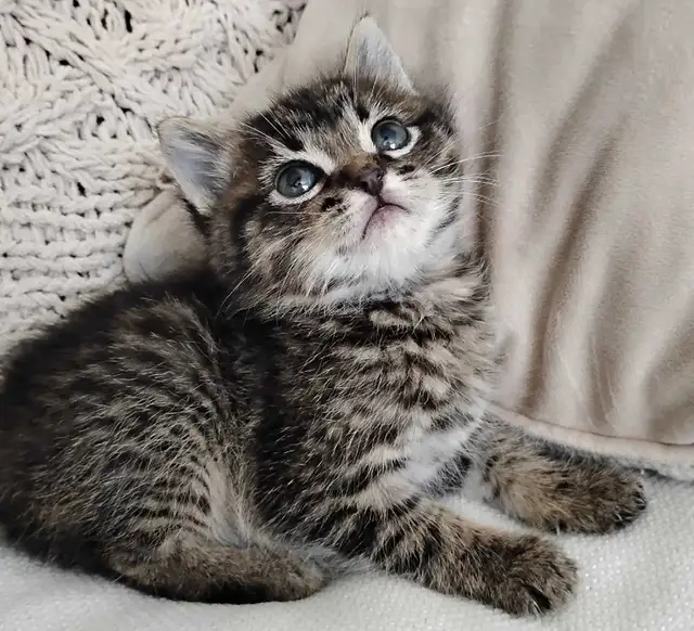 Chaton Sibérien hypoallergene