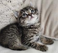 Chaton Sibérien hypoallergene