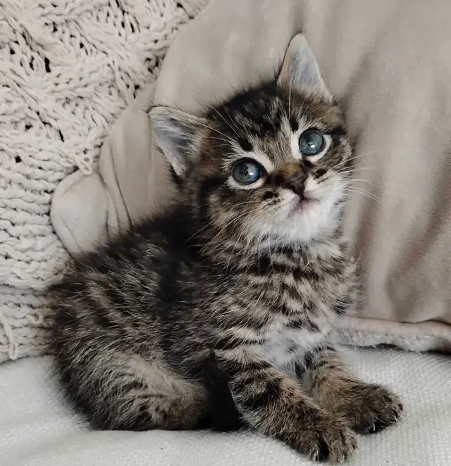 Chaton Sibérien hypoallergene - Photo 2