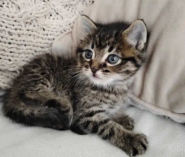 Chaton Sibérien hypoallergene - Photo 3