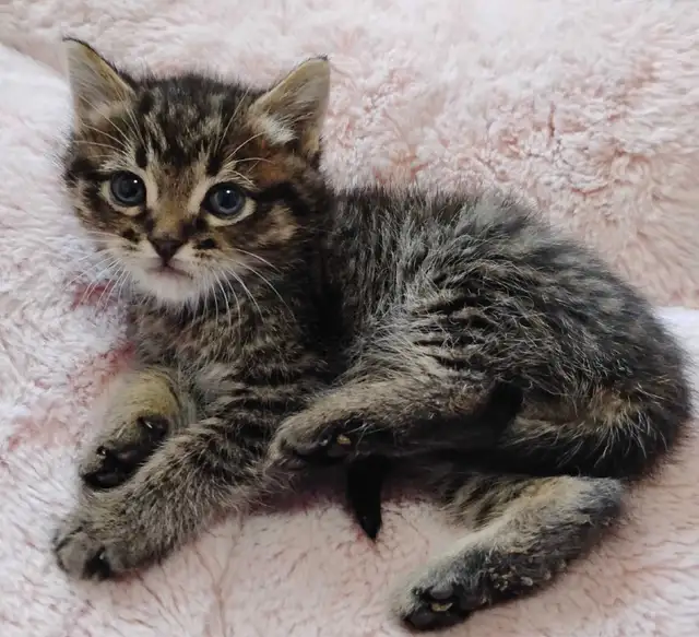 Chaton Sibérien hypoallergene - Photo 4