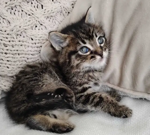 Chaton Sibérien hypoallergene - Photo 5