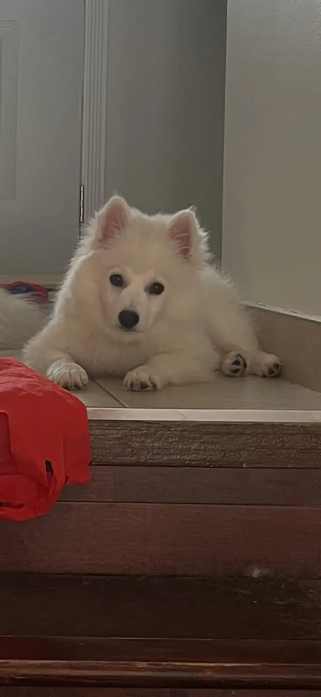 America Eskimo miniature puppy