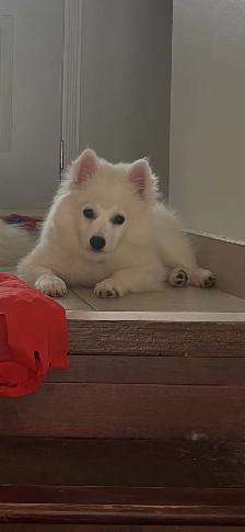 America Eskimo miniature puppy