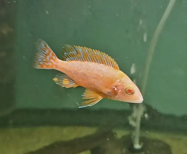 Assorted male albino peacocks & haps 3'
