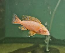 Assorted male albino peacocks & haps 3'