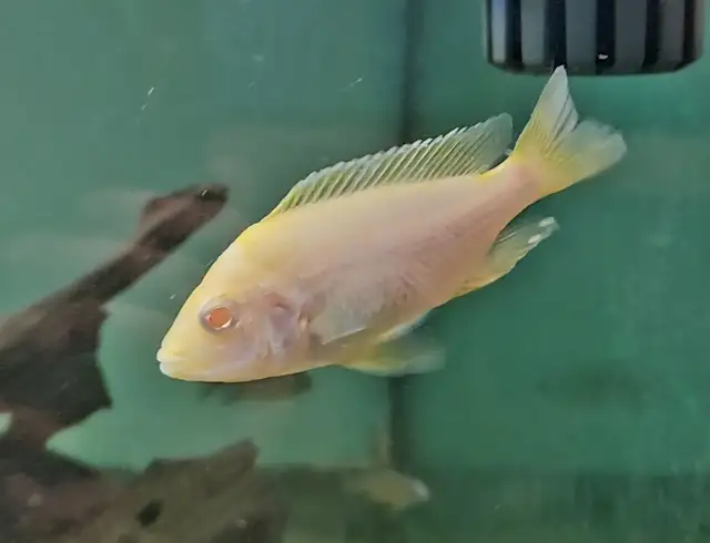 Assorted male albino peacocks & haps 3' - Photo 2