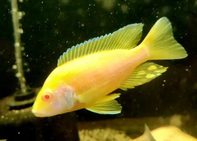 Assorted male albino peacocks & haps 3' - Photo 3