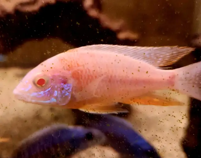 Assorted male albino peacocks & haps 3' - Photo 5