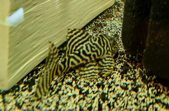 L333 plecos 3'-4' yellow morph & black/white - Photo 3