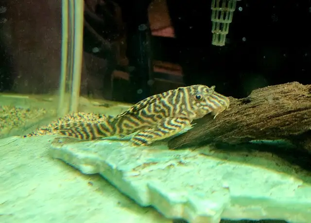 L333 plecos 3'-4' yellow morph & black/white - Photo 4