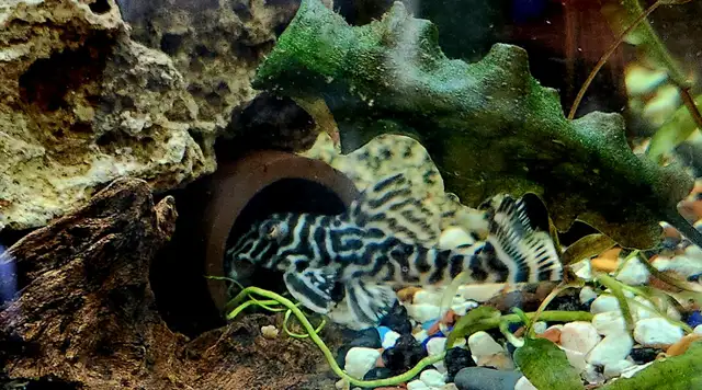 L333 plecos 3'-4' yellow morph & black/white - Photo 5