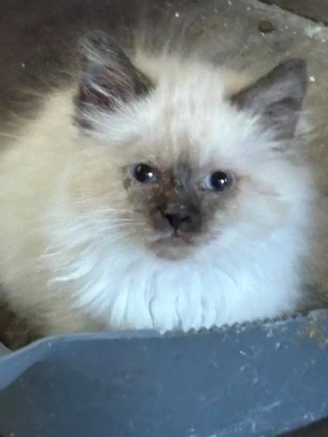 munchkin kittens - Photo 3