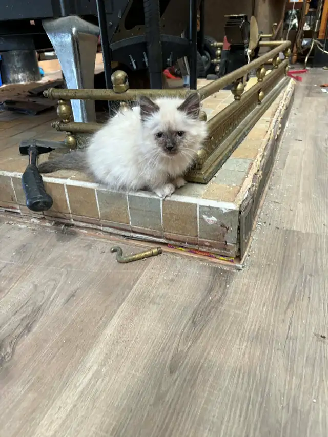 munchkin kittens - Photo 4