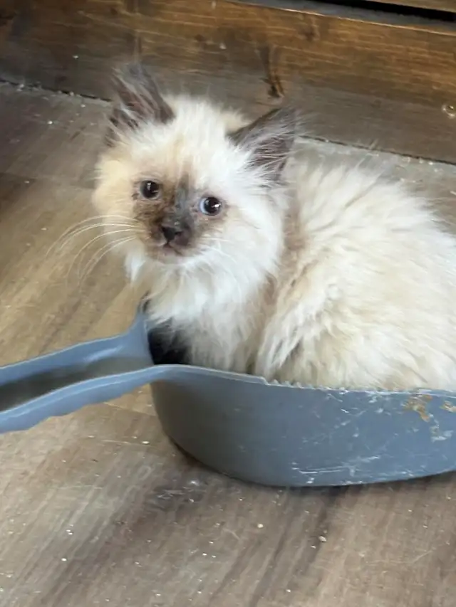 munchkin kittens - Photo 5