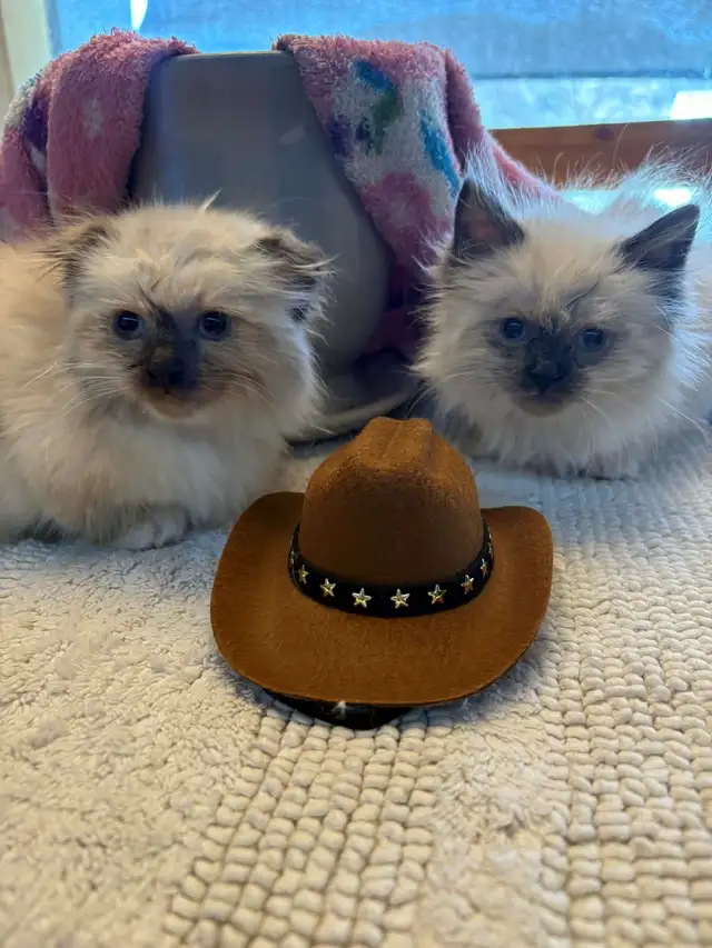 munchkin kittens - Photo 6