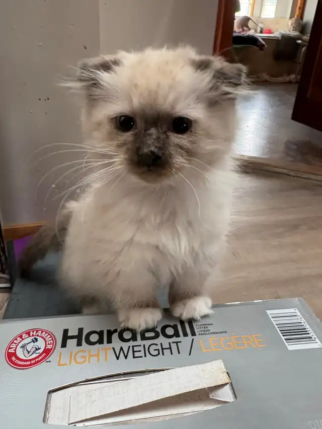 munchkin kittens - Photo 9