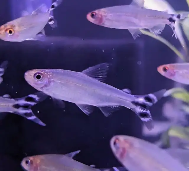 Cichlids, plecos, community fish, plants & more (see list below) - Photo 3