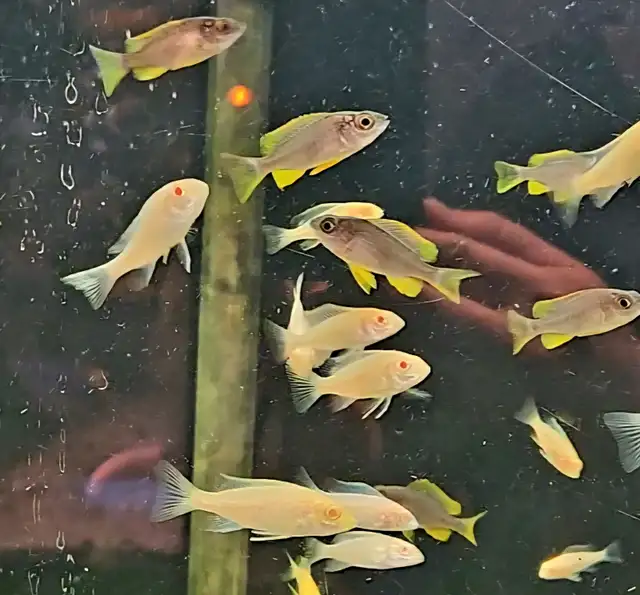 Cichlids, plecos, community fish, plants & more (see list below) - Photo 8