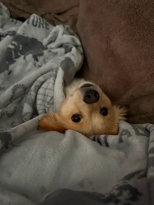 Dog sitting services!