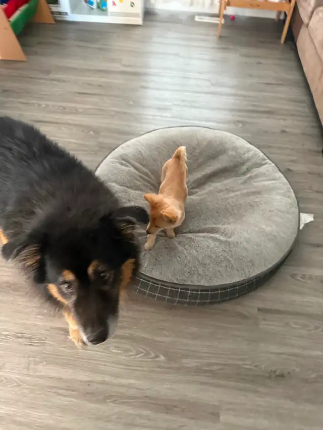 Dog sitting services! - Photo 2