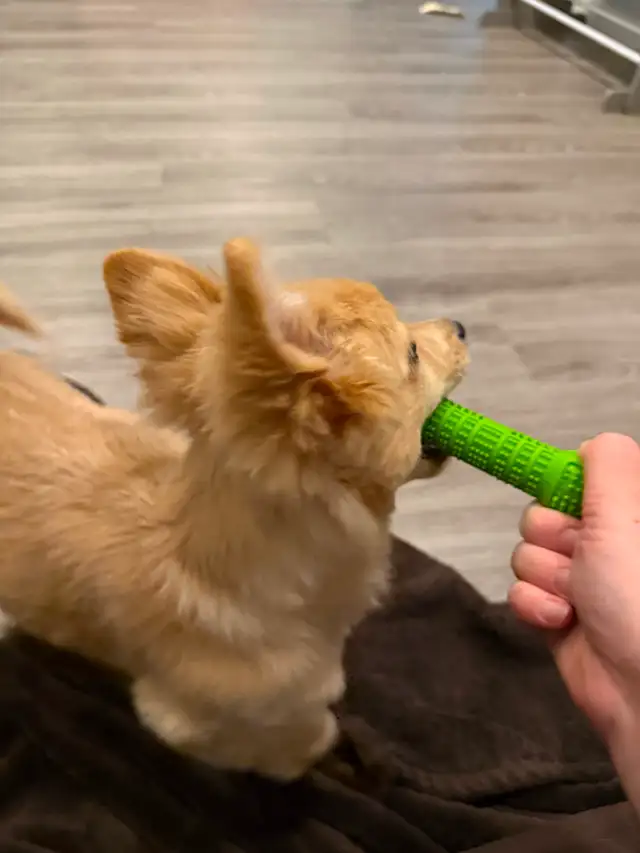 Dog sitting services! - Photo 3