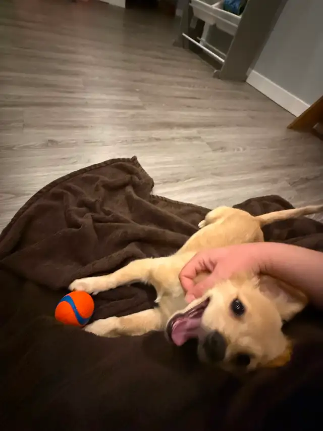 Dog sitting services! - Photo 4