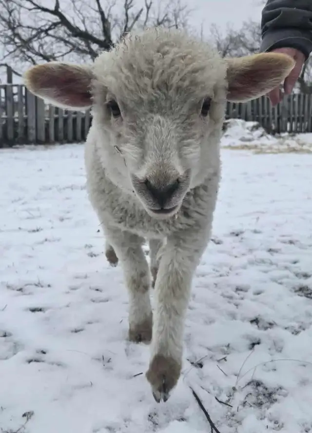 Bottle fed lambs