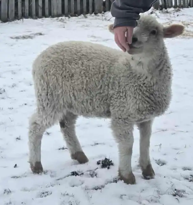 Bottle fed lambs - Photo 2