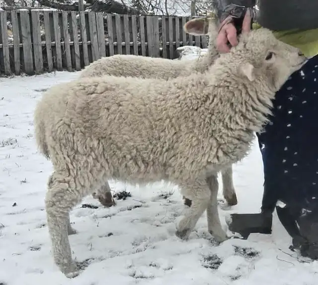 Bottle fed lambs - Photo 3
