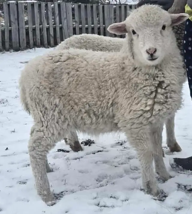 Bottle fed lambs - Photo 4