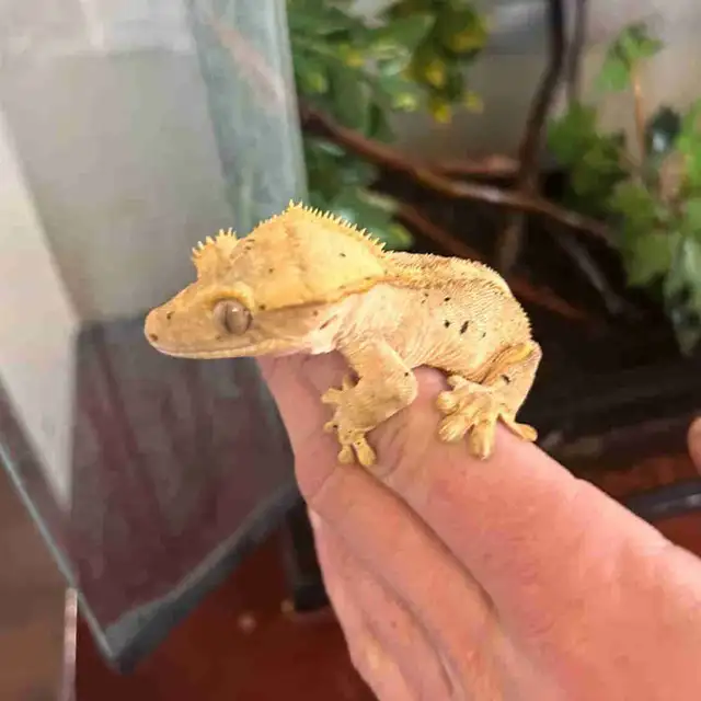 Crested gecko w/ enclosure