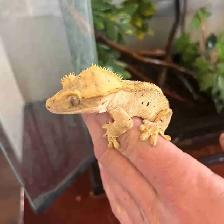 Crested gecko w/ enclosure
