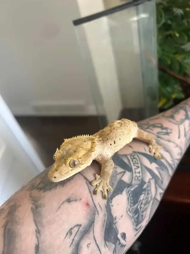 Crested gecko w/ enclosure - Photo 2