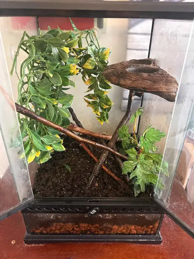 Crested gecko w/ enclosure - Photo 3