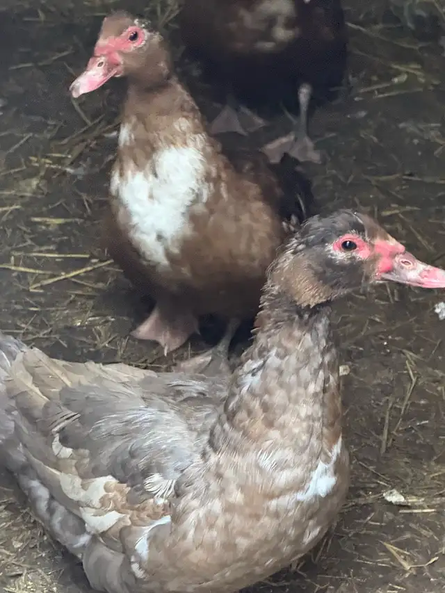Muscovy Ducks