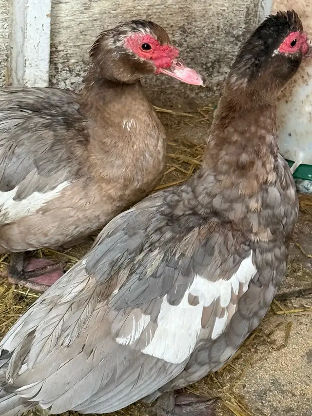Muscovy Ducks - Photo 4