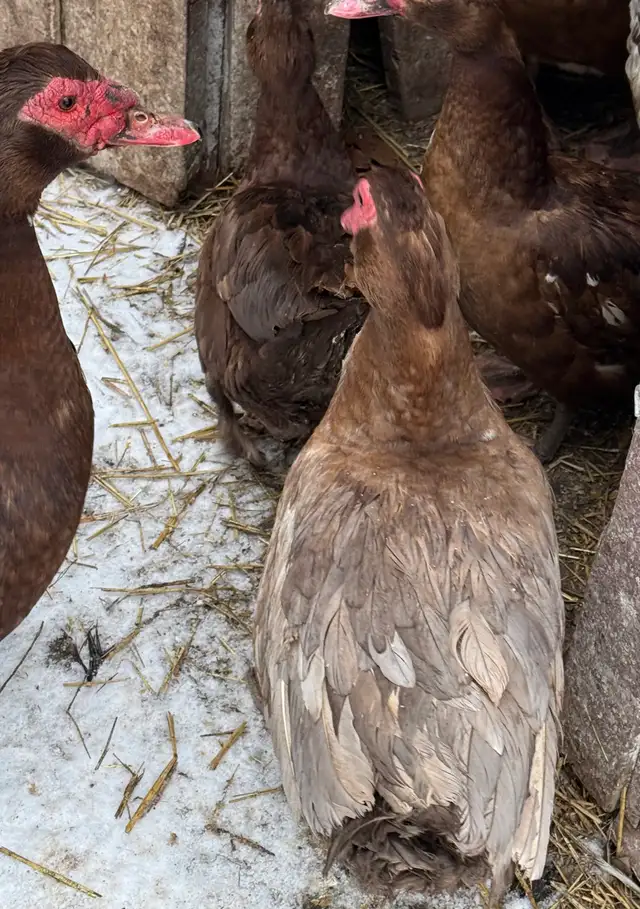 Muscovy Ducks - Photo 5