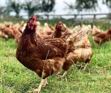 Lohmann Brown Chickens