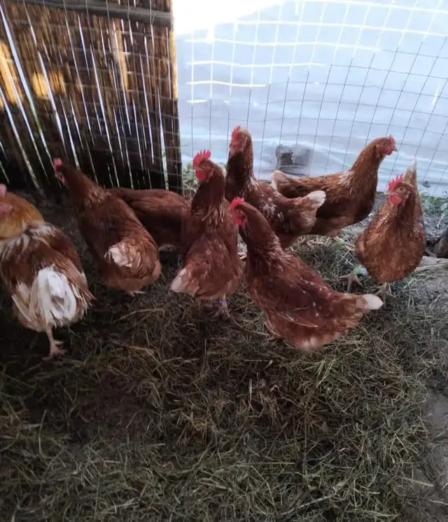 Lohmann Brown Chickens - Photo 2