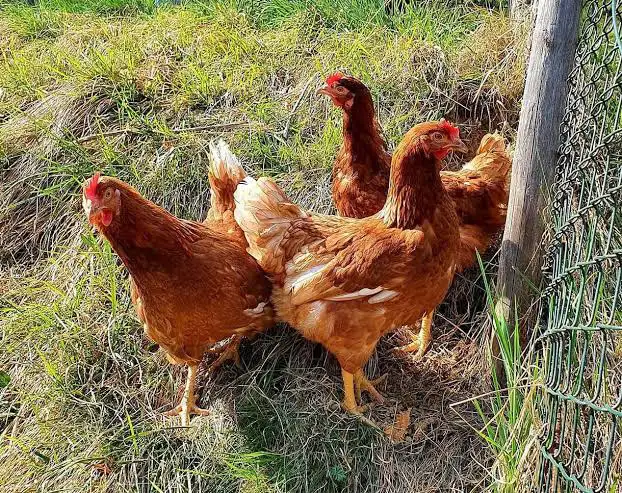 Lohmann Brown Chickens - Photo 4